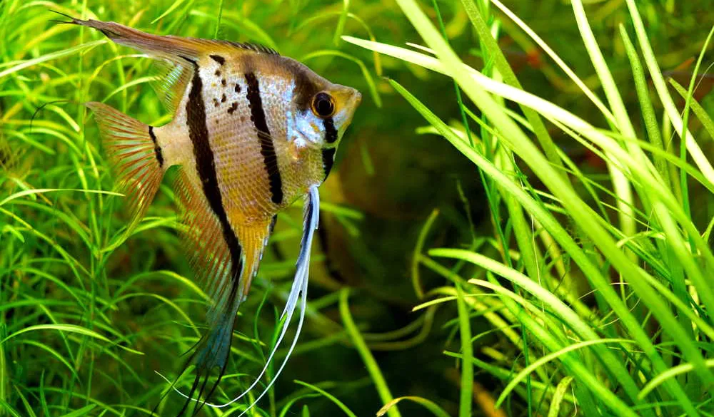 Angelfish (Air Tawar)