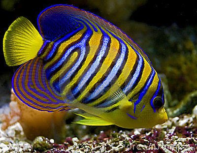 Angelfish (Air Laut)