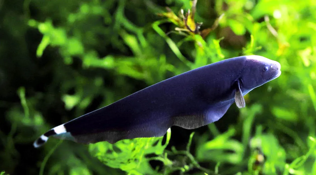 Black Ghost Fish