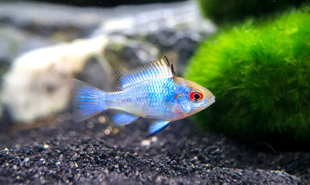 Blue Ram Fish