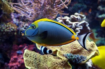 Blue Tang Fish
