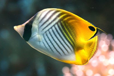 Butterfly Fish