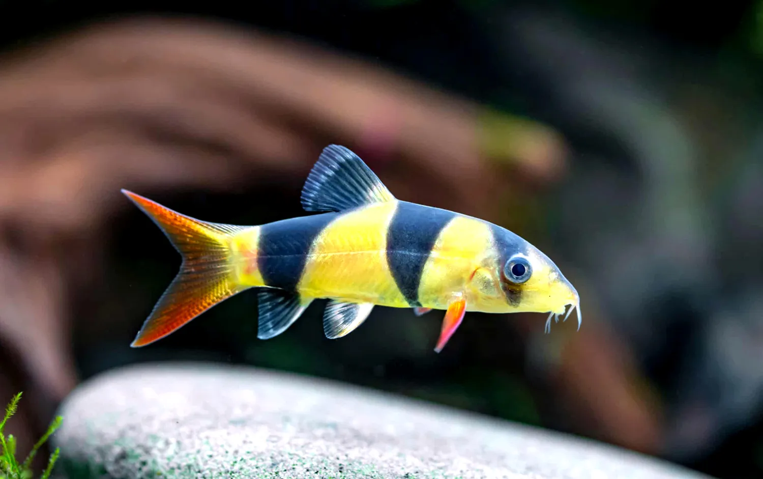 Clown Loach