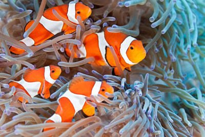 Clown Fish