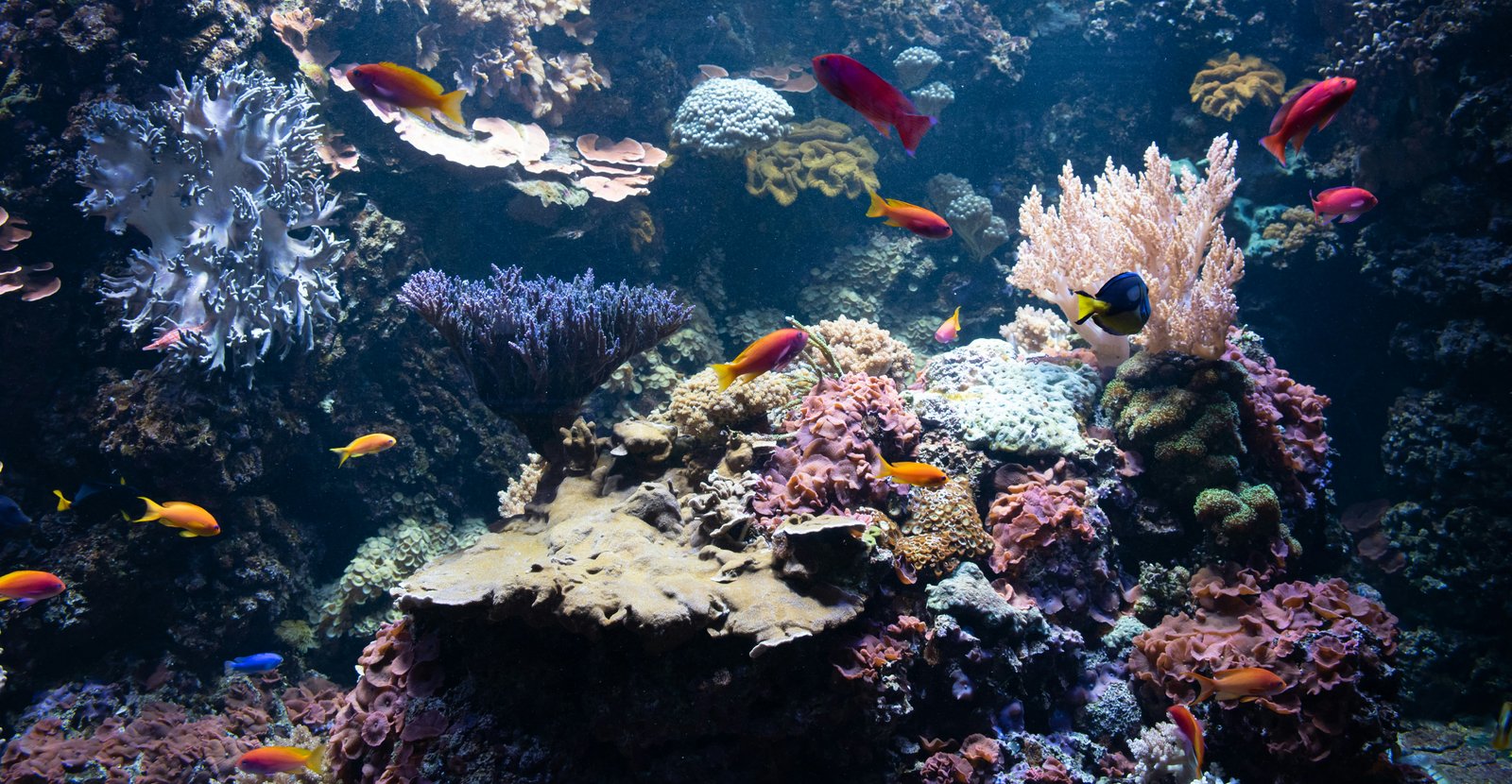 Aquarium Toko Ikan Hias