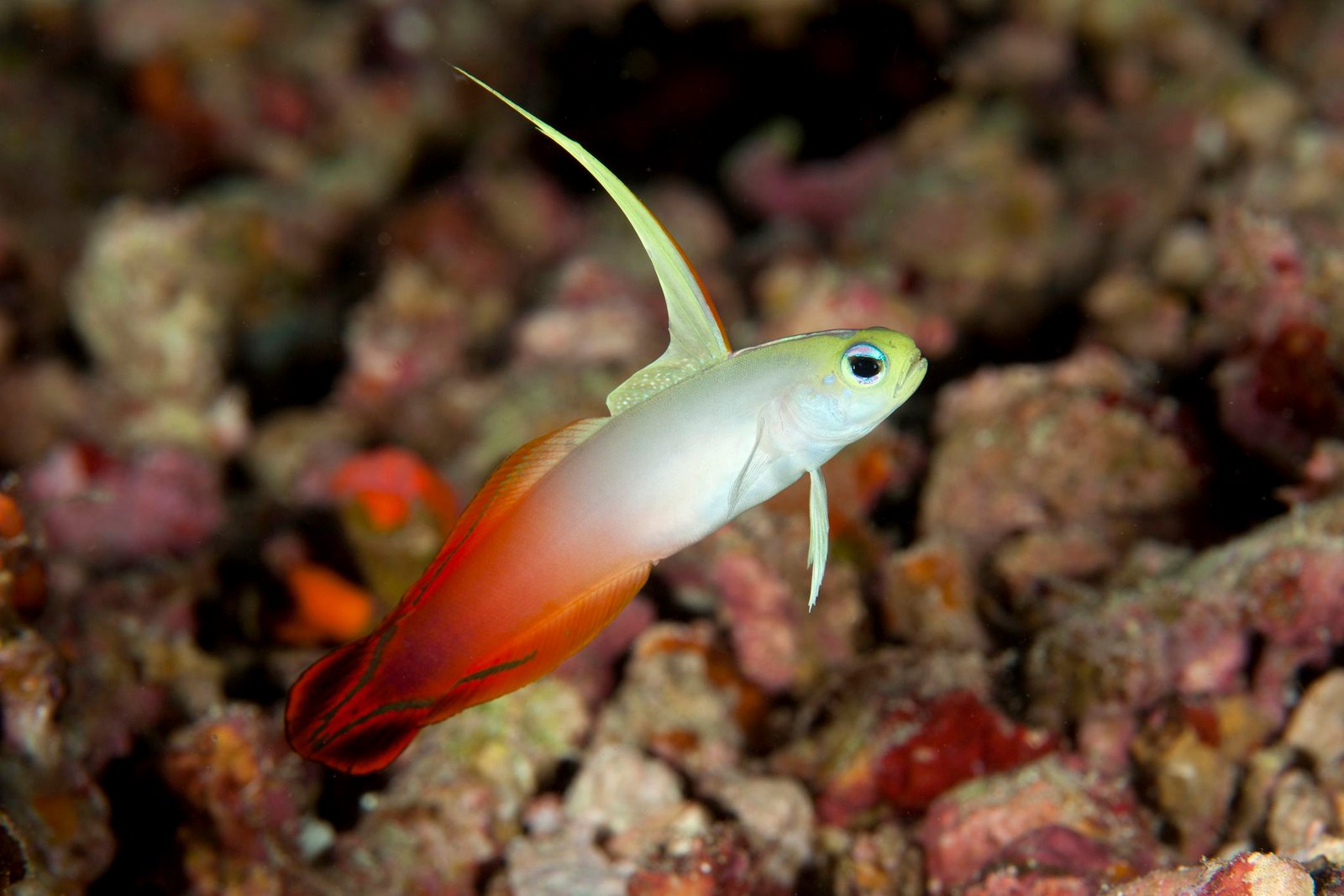 Fire Fish