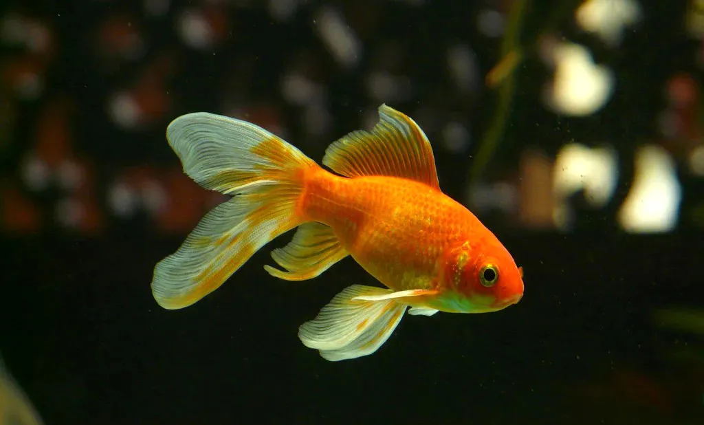 Goldfish