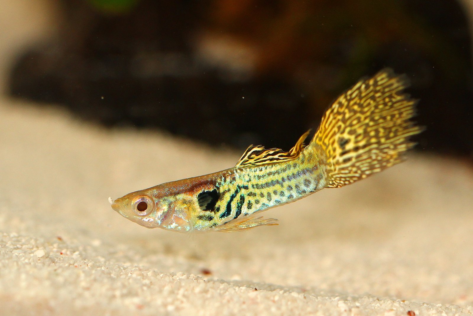 Guppy
