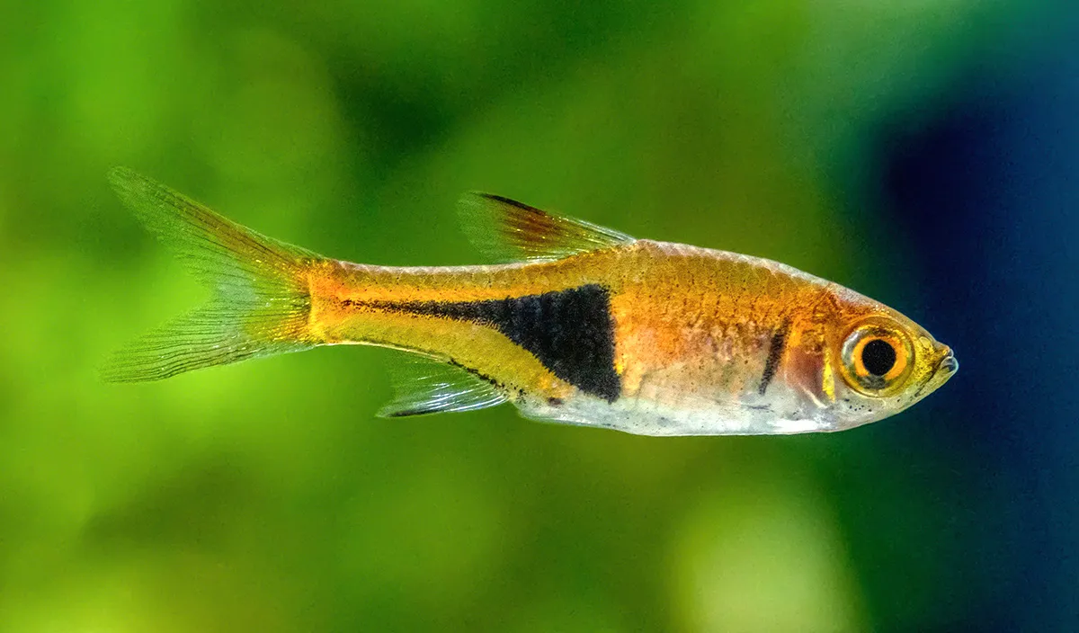 Harlequin Rasbora