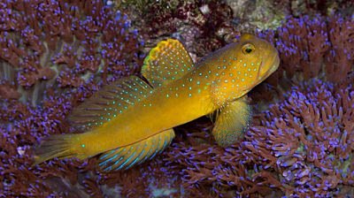 Watchman Gobies