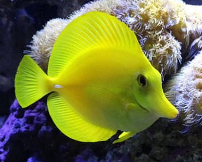 Yellow Tang Fish